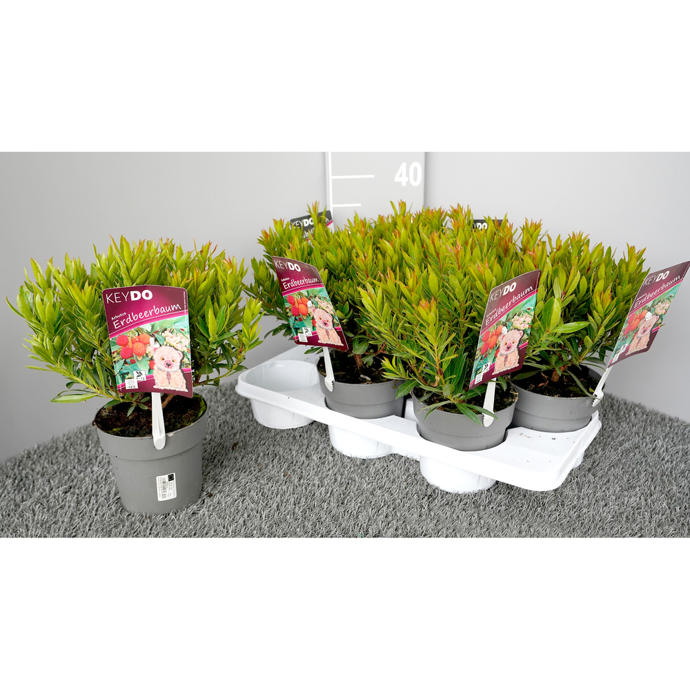 Arbutus unedo mercurius