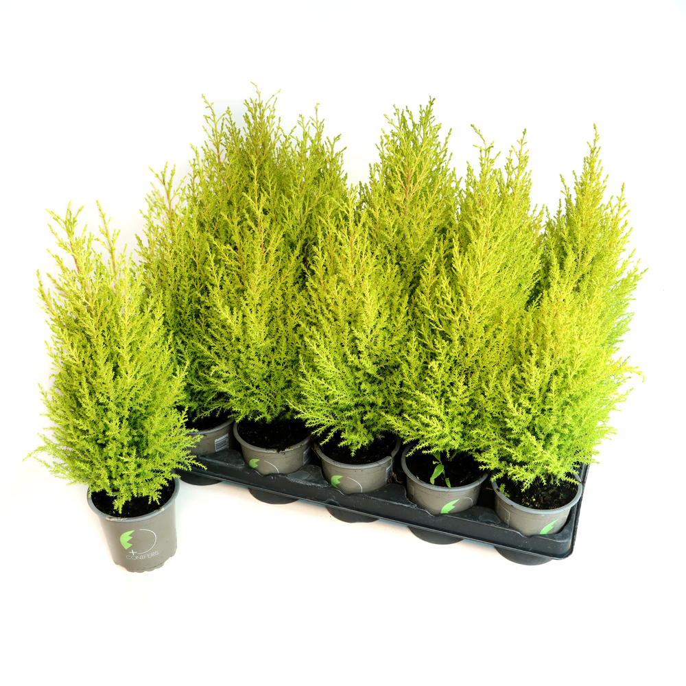 Cupressus macrocarpa wilma