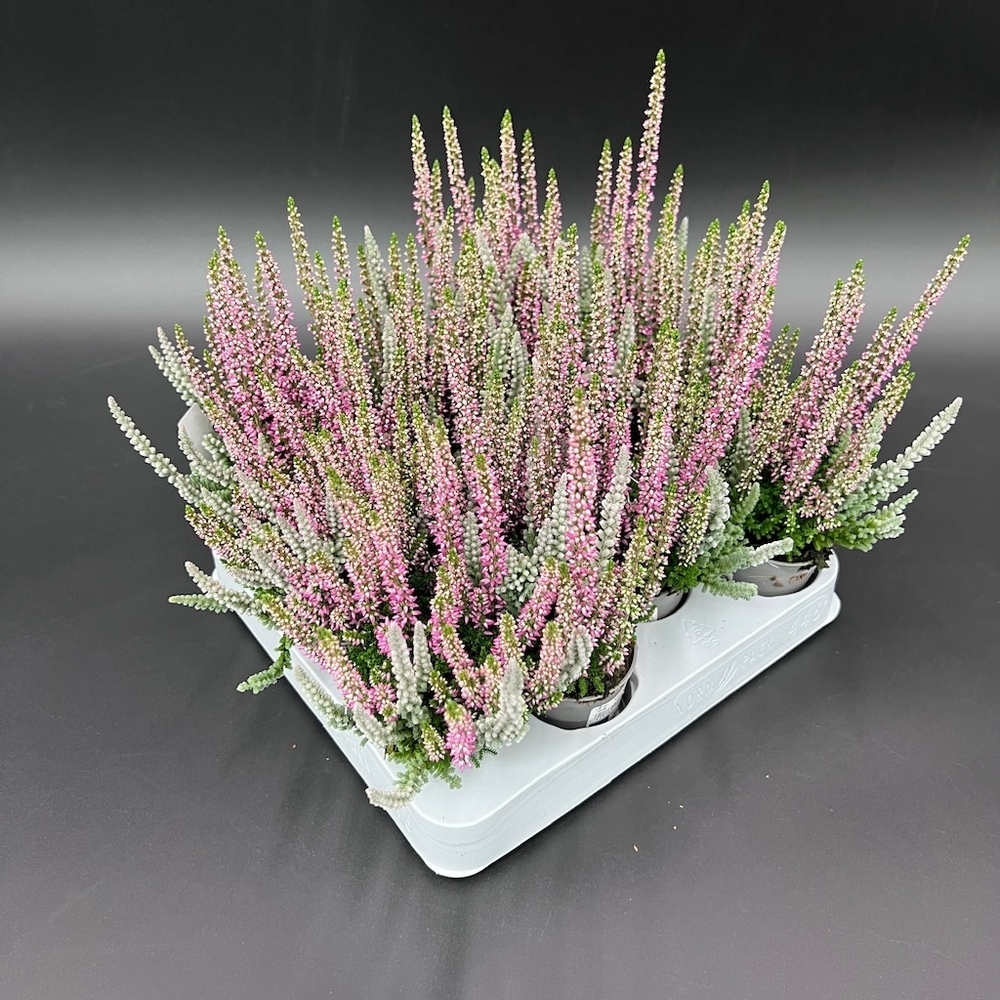 Calluna vulgaris garden girls fluffy kiss twin
