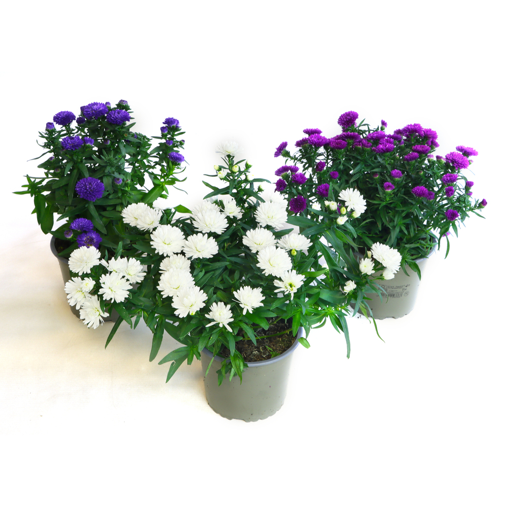 Aster novi-belgii magic showmakers