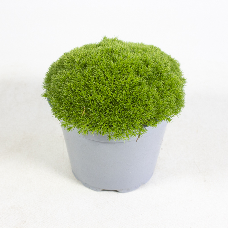 Scleranthus uniflorus