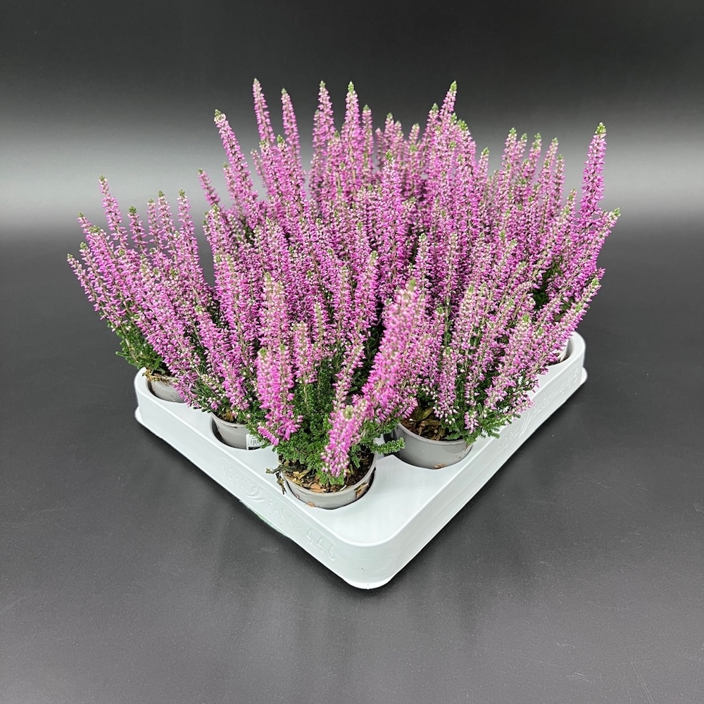 Calluna vulgaris garden girls