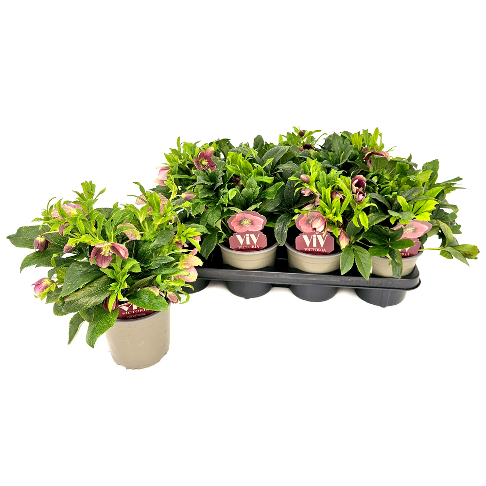Helleborus orientalis viv victoria