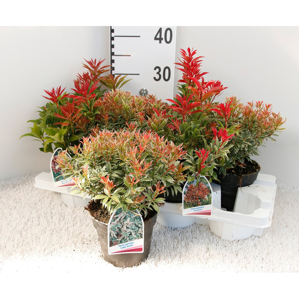 Pieris japonica mix