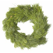 Pinus mugo bergkiefer kranz