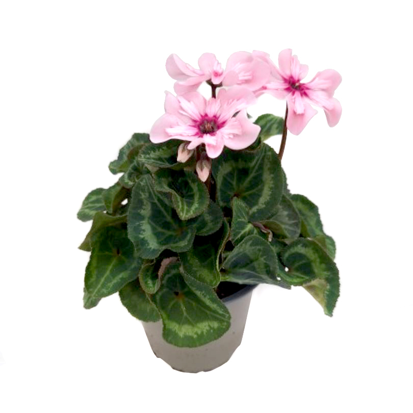 Cyclamen persicum illusia