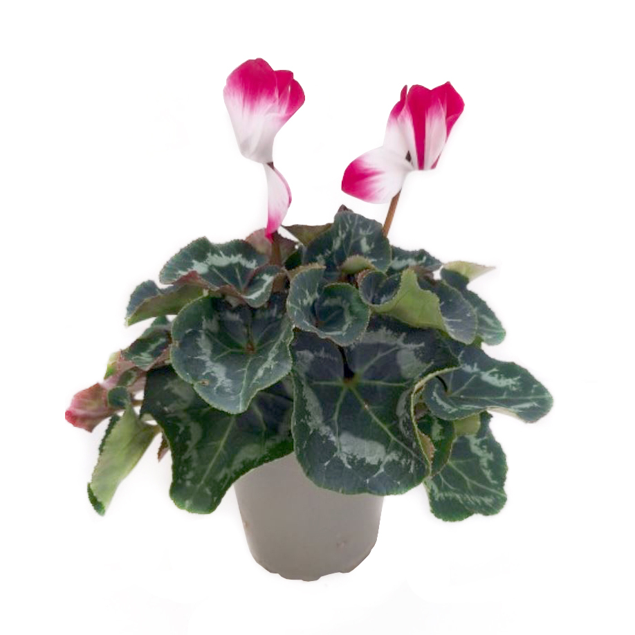 Cyclamen persicum fusion
