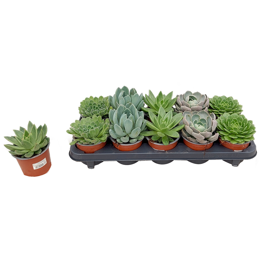 cactées succulentes