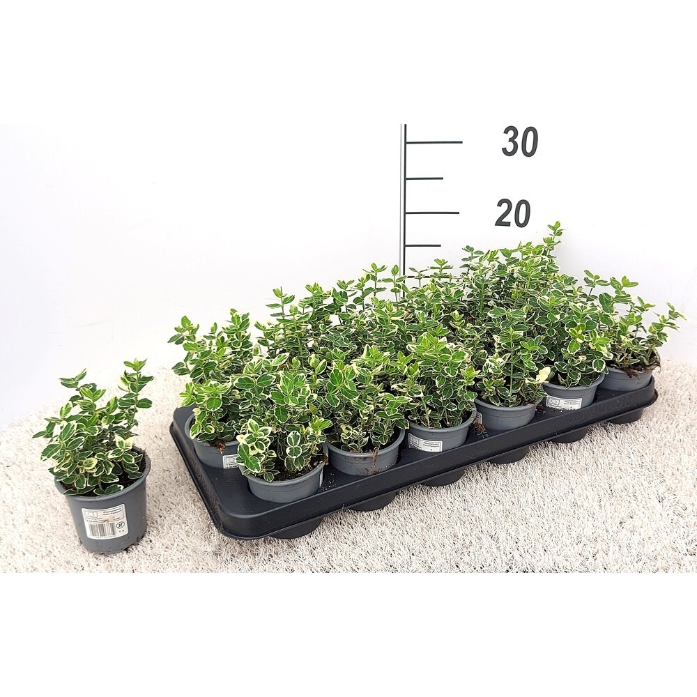 Euonymus fortunei emerald gaiety