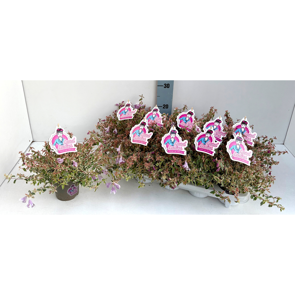 Abelia grandiflora swirly bells