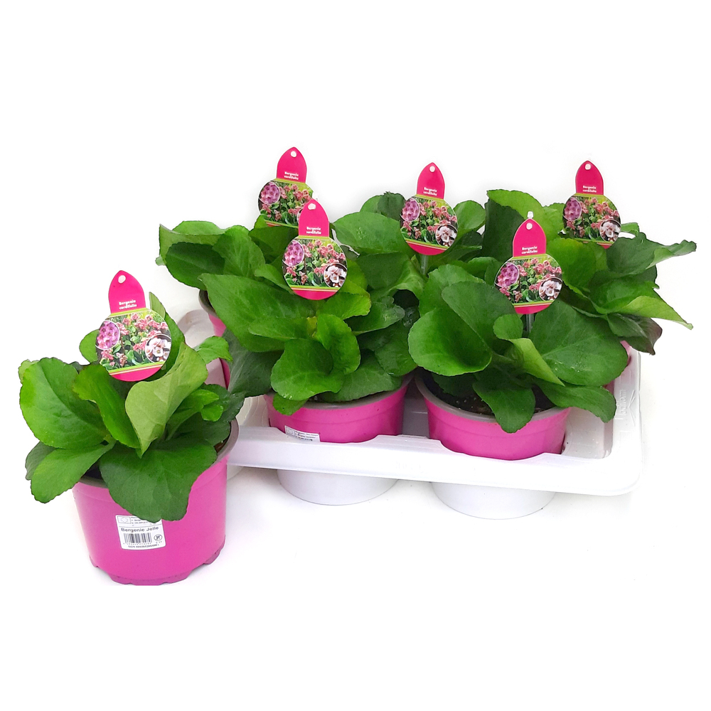 Bergenia cordifolia abendkristall