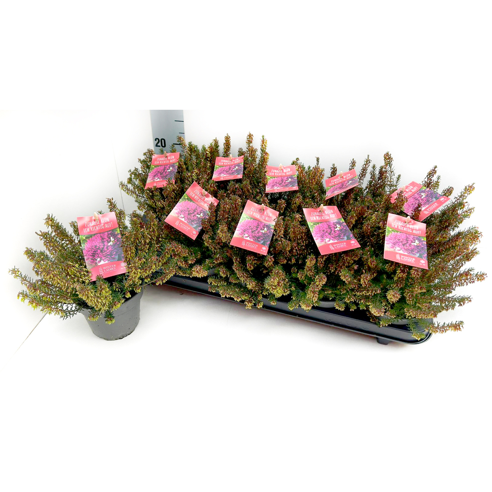 Erica carnea winterladies