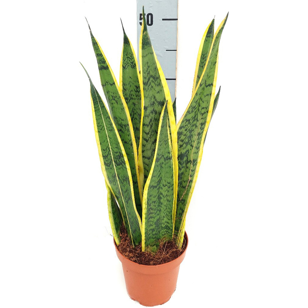 Sansevieria trifasciata laurentii