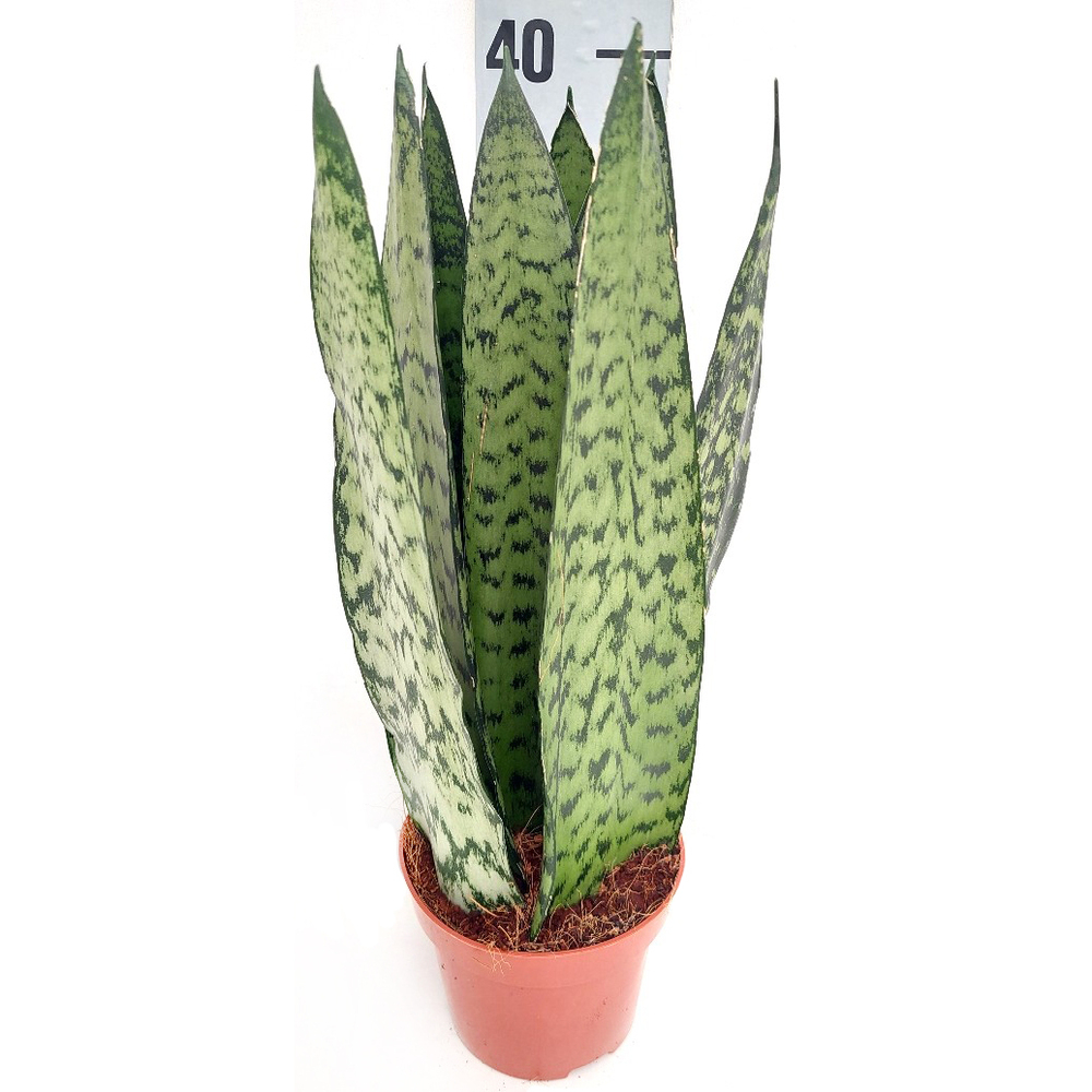 Sansevieria zeylanica crown