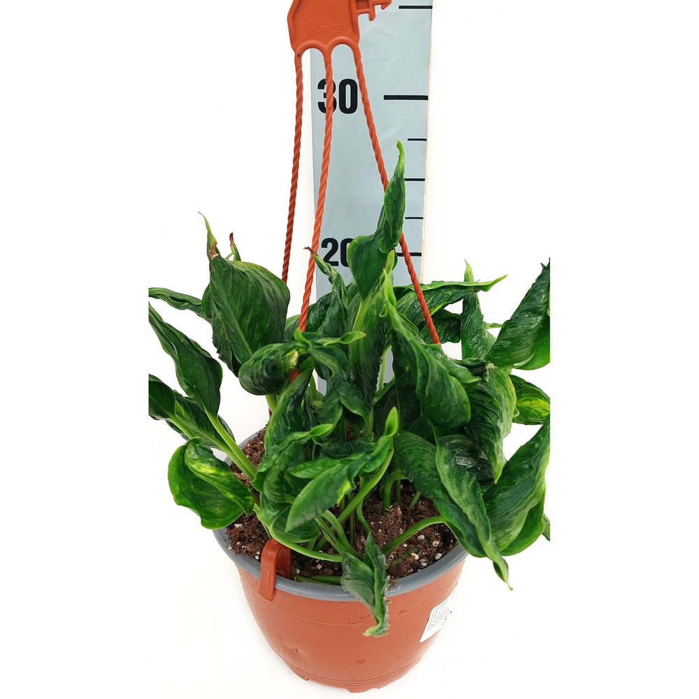 Epipremnum aureum shangri-la