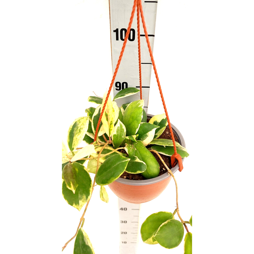 Hoya implassata albo