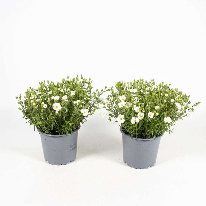 Arenaria montana blizzard compact