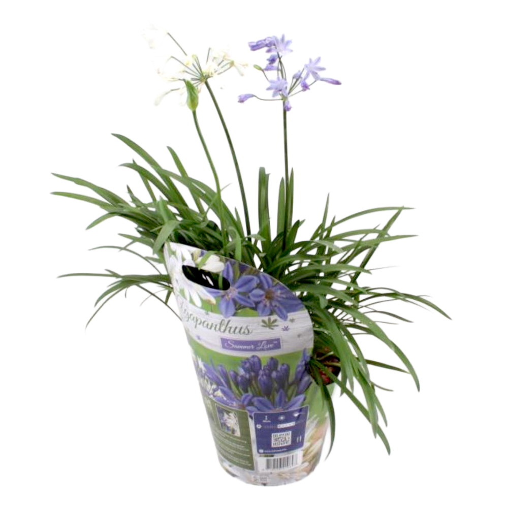 Agapanthus africanus summer love