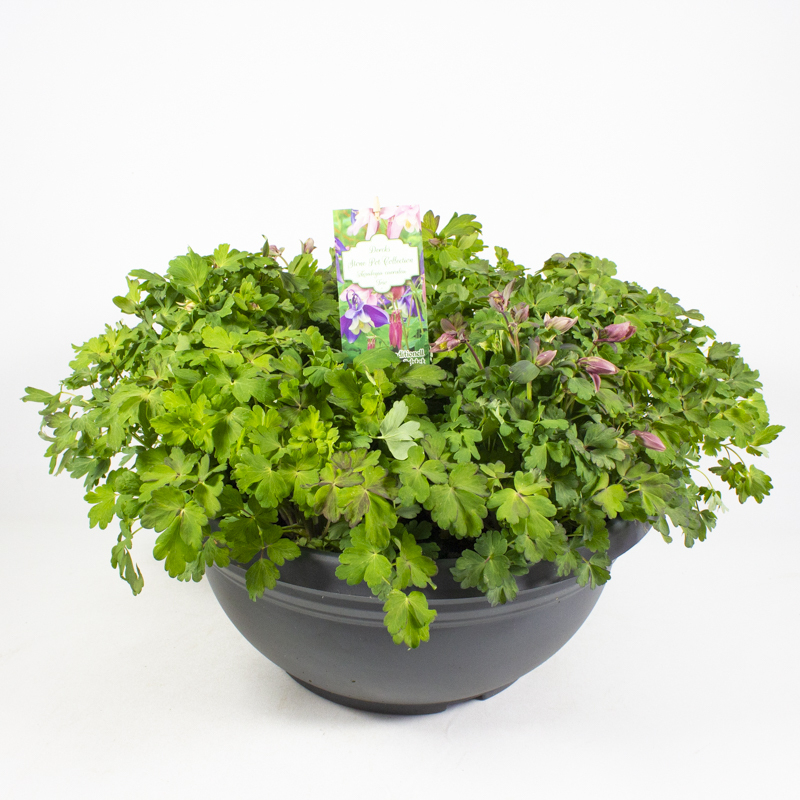 Aquilegia caerulea trio