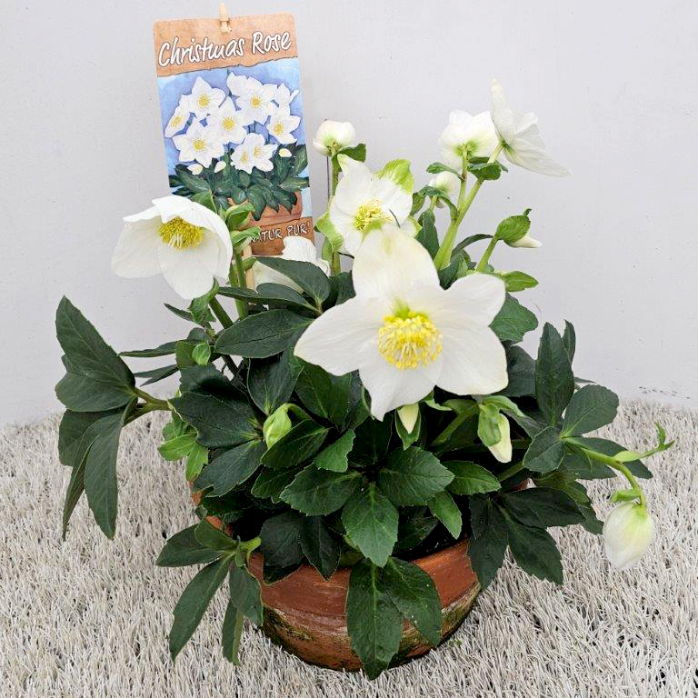 Helleborus niger