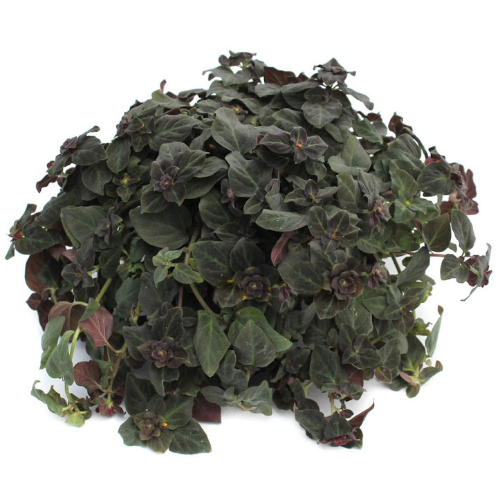 Lysimachia midnight sun