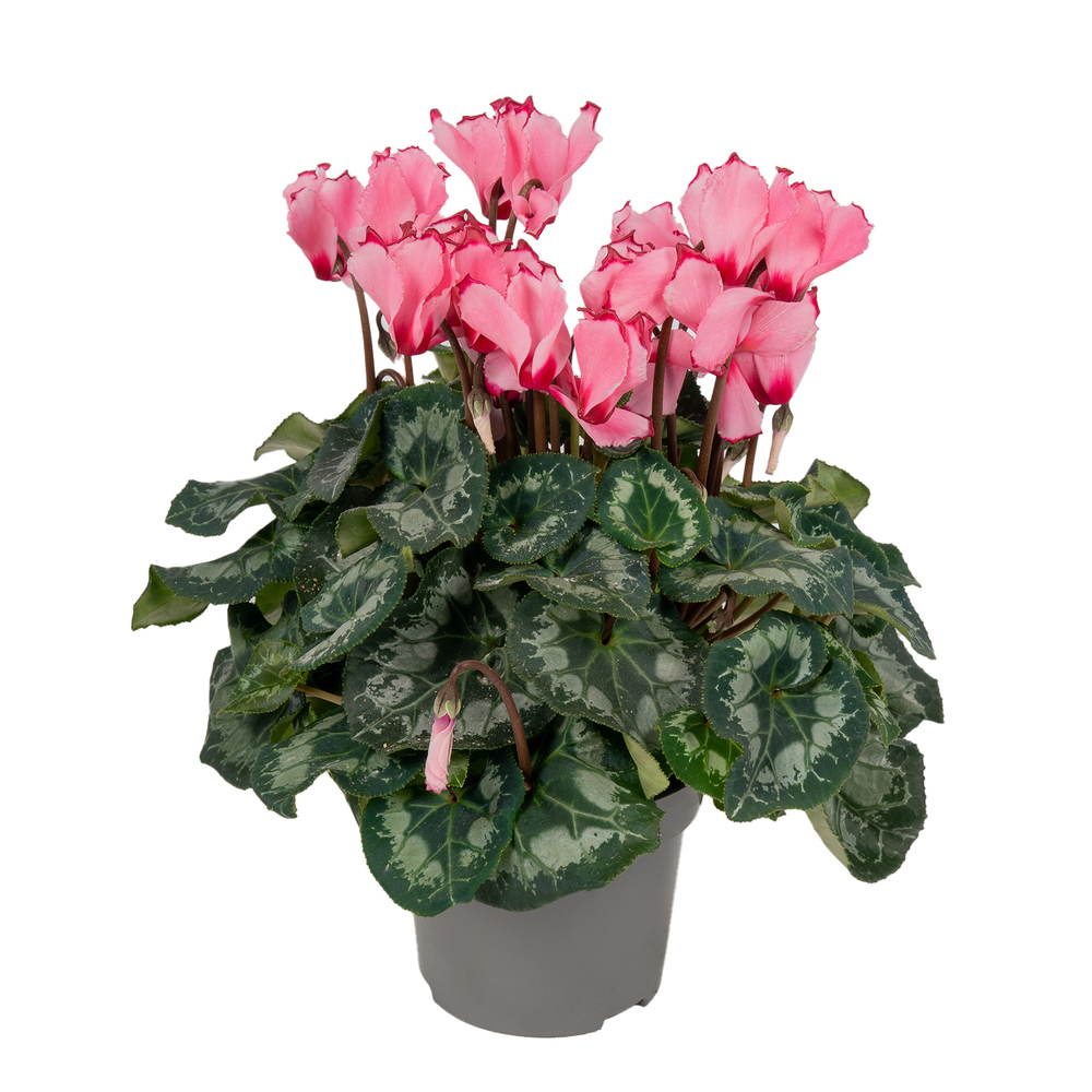Cyclamen persicum victoria