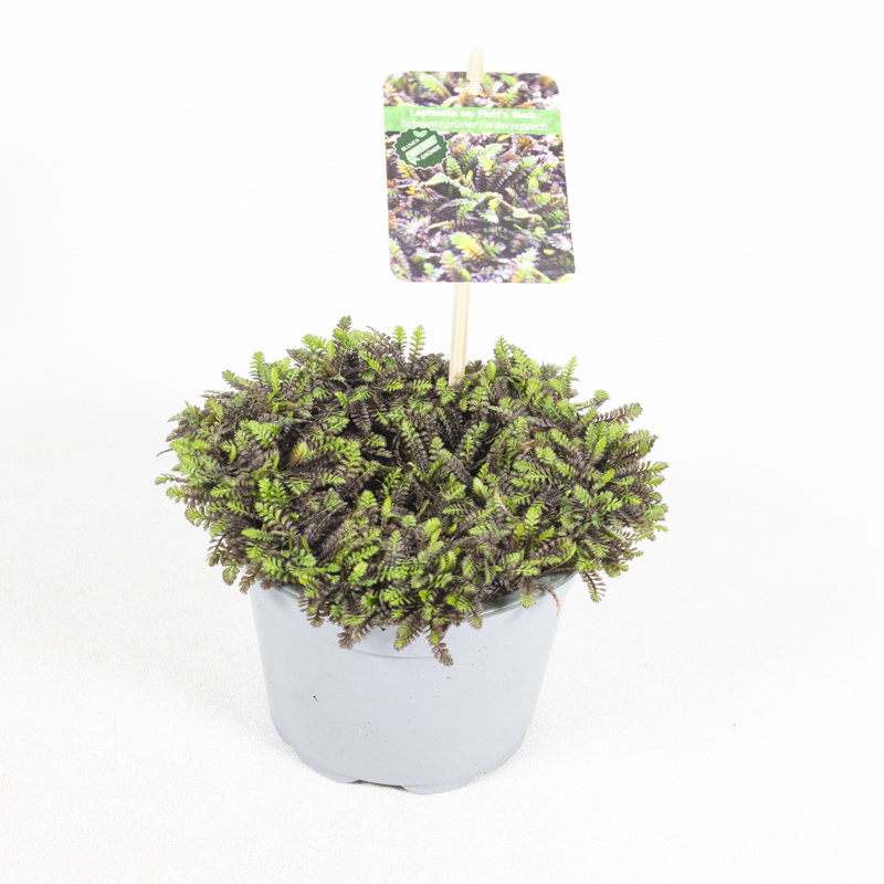 Cotula leptinella squalida