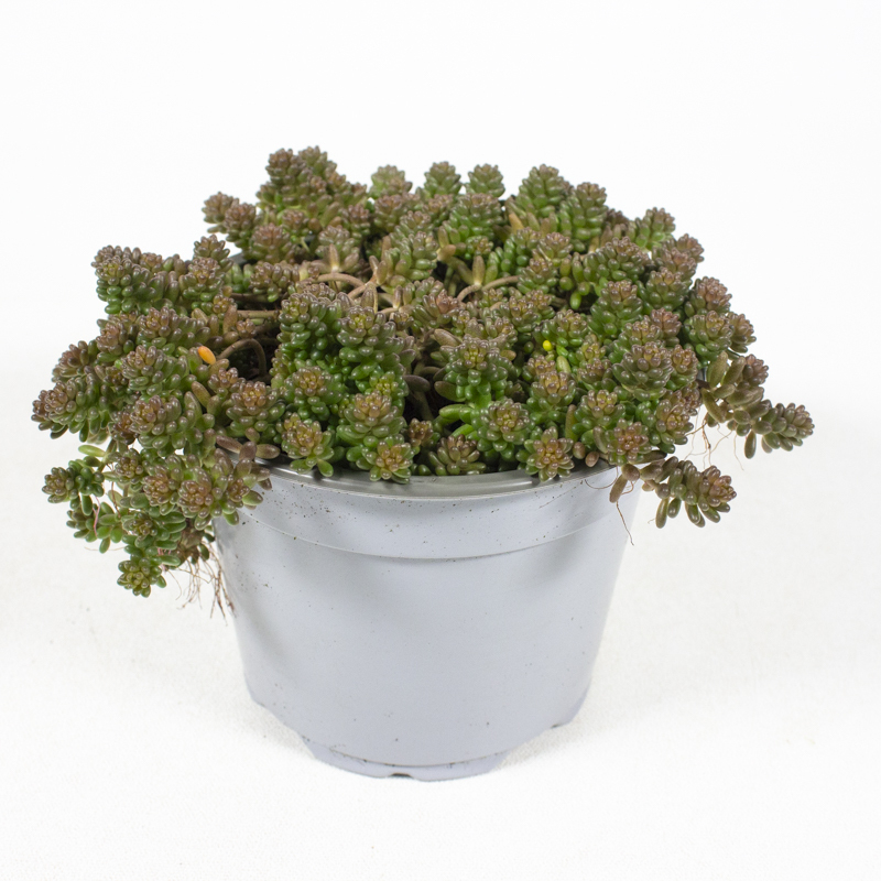 sedum album
