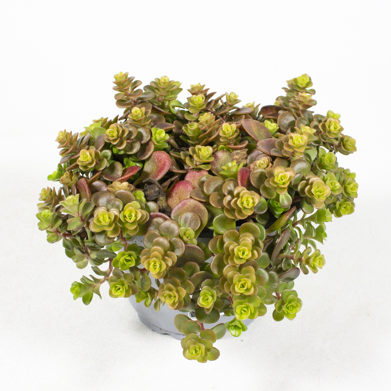 sedum makinoi