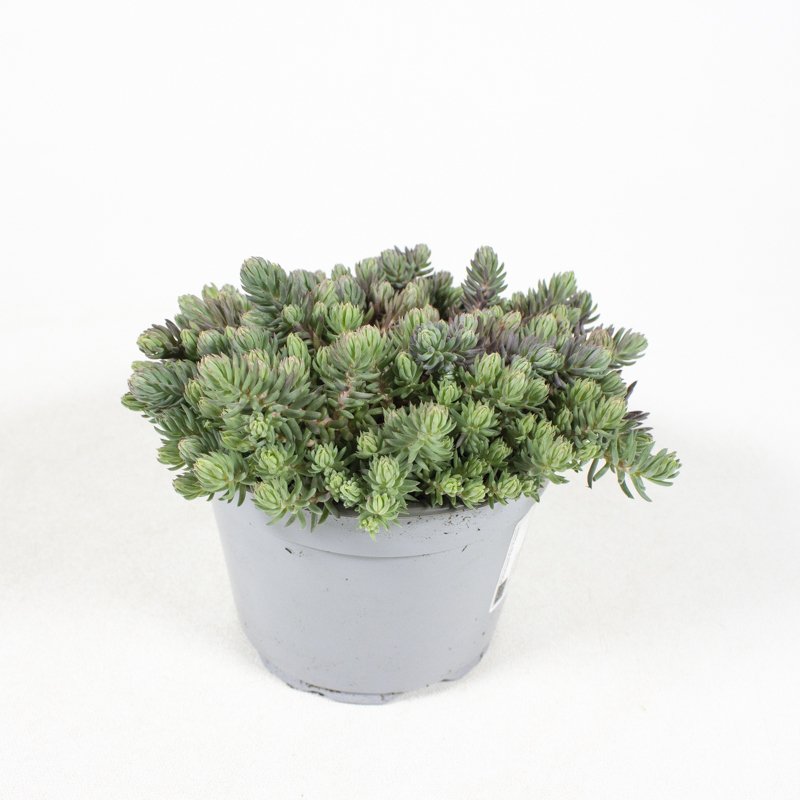 sedum reflexum