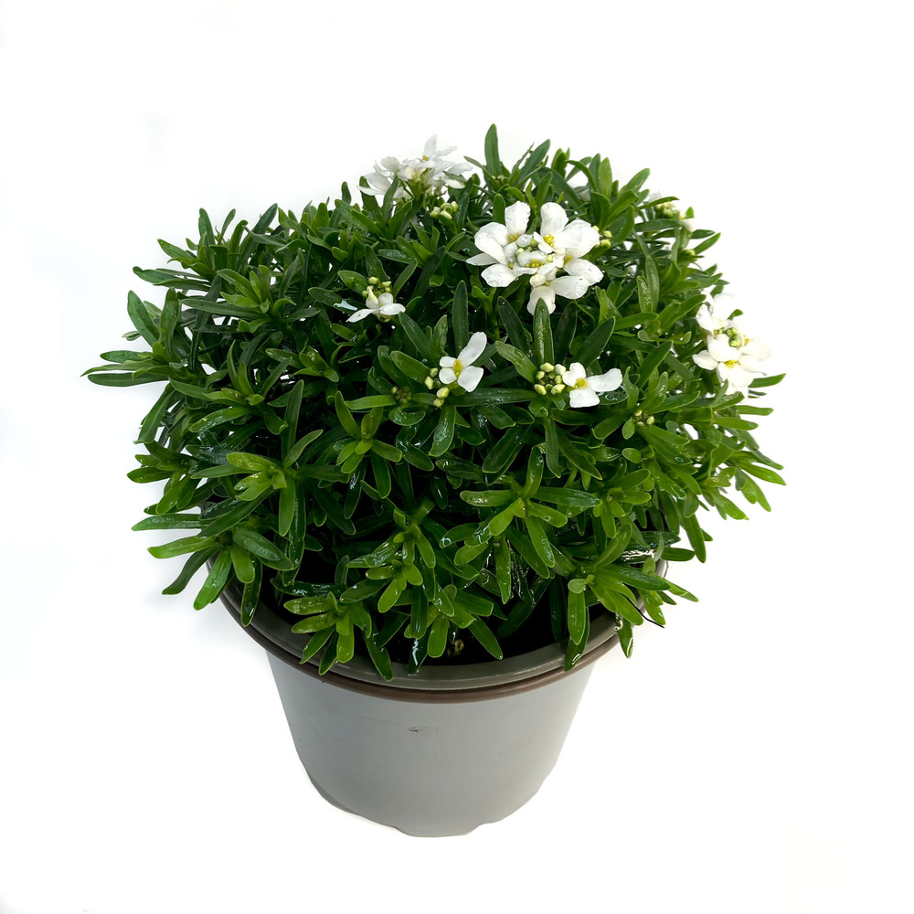 Iberis sempervirens snowsurfer