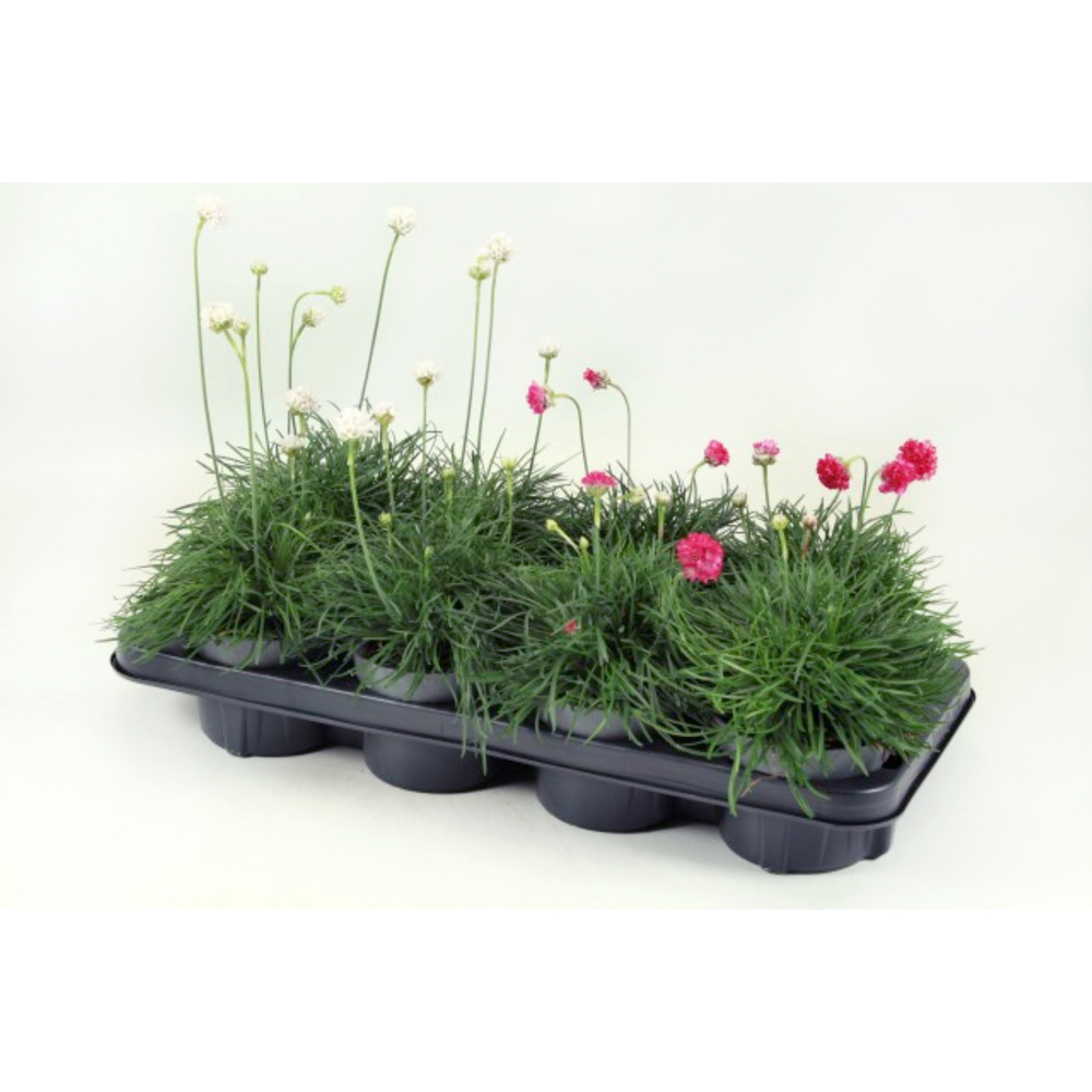 Armeria maritima