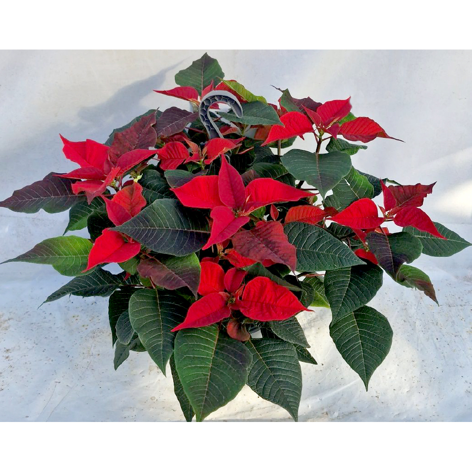 Euphorbia pulcherrima