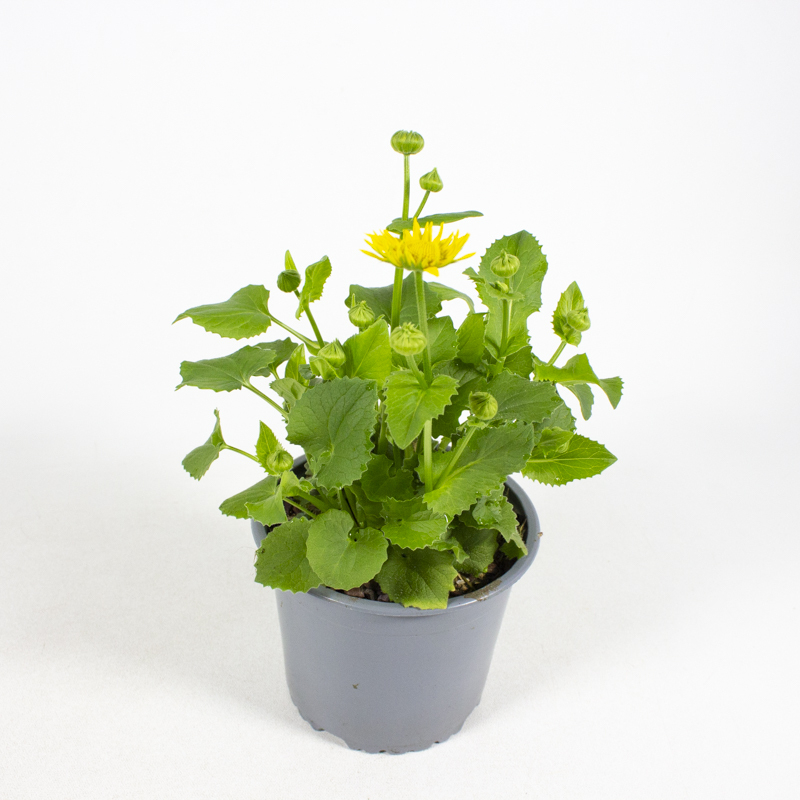 Doronicum orientale leonardo