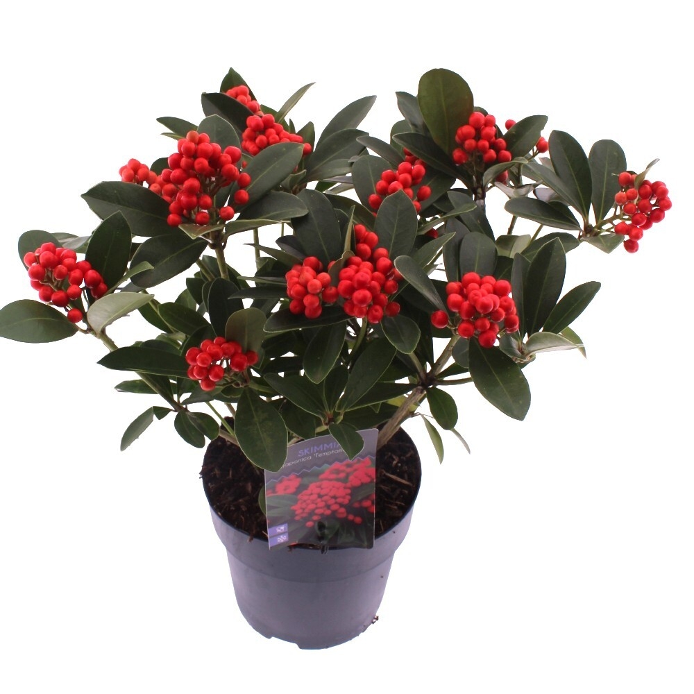 Skimmia japonica temptation