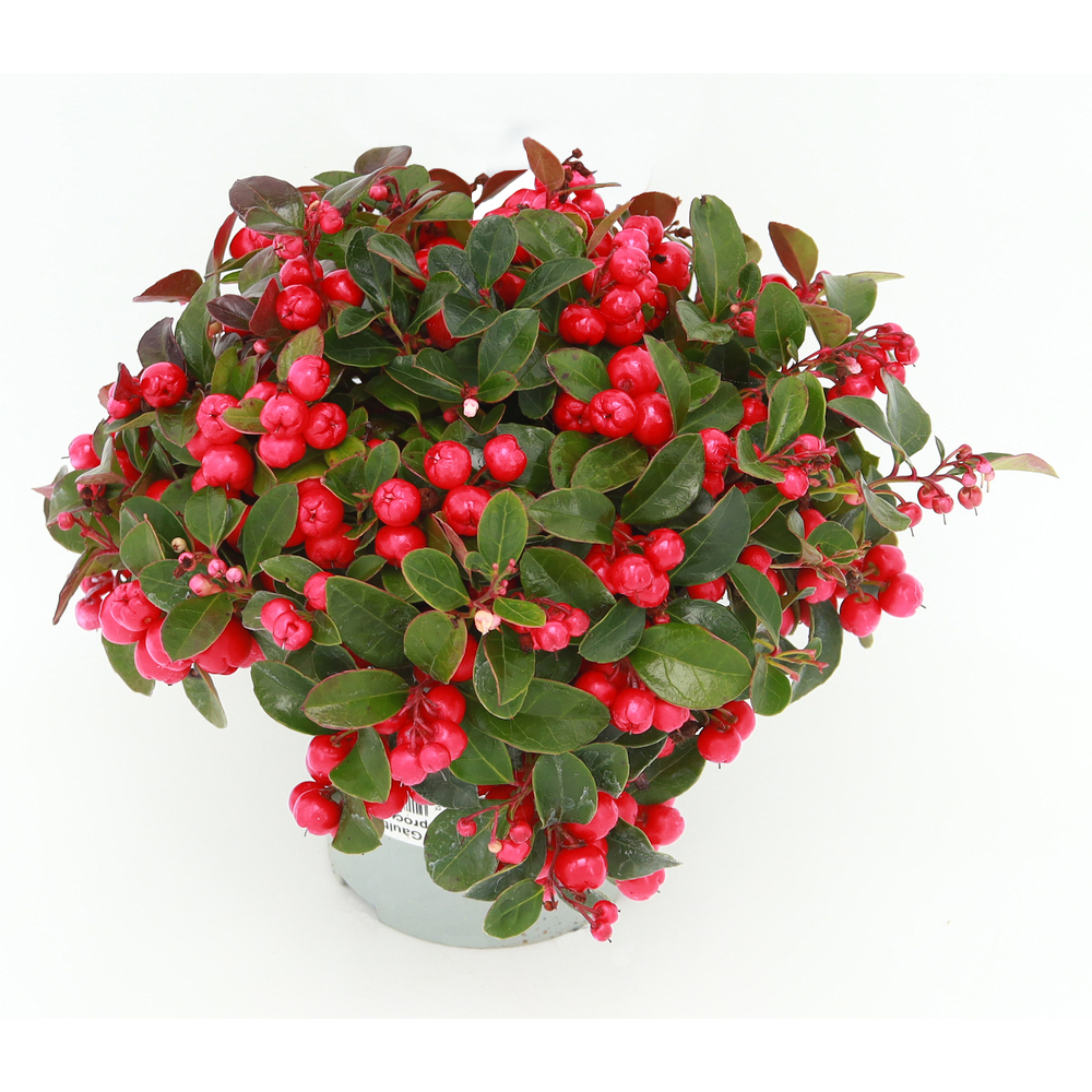 Gaultheria procumbens speedy baron
