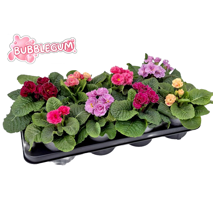 Primula acaulis bubblegum