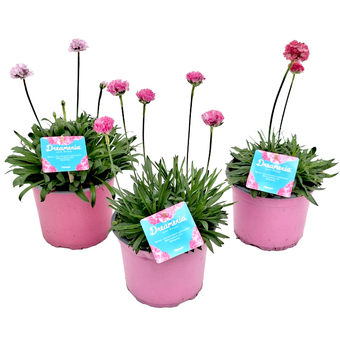 Armeria pseudarmeria dreameria