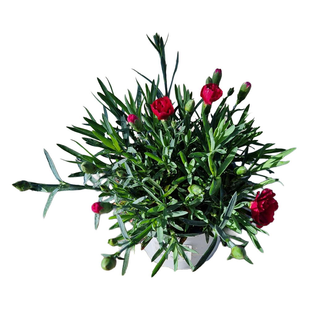 Dianthus caryophyllus rock double red