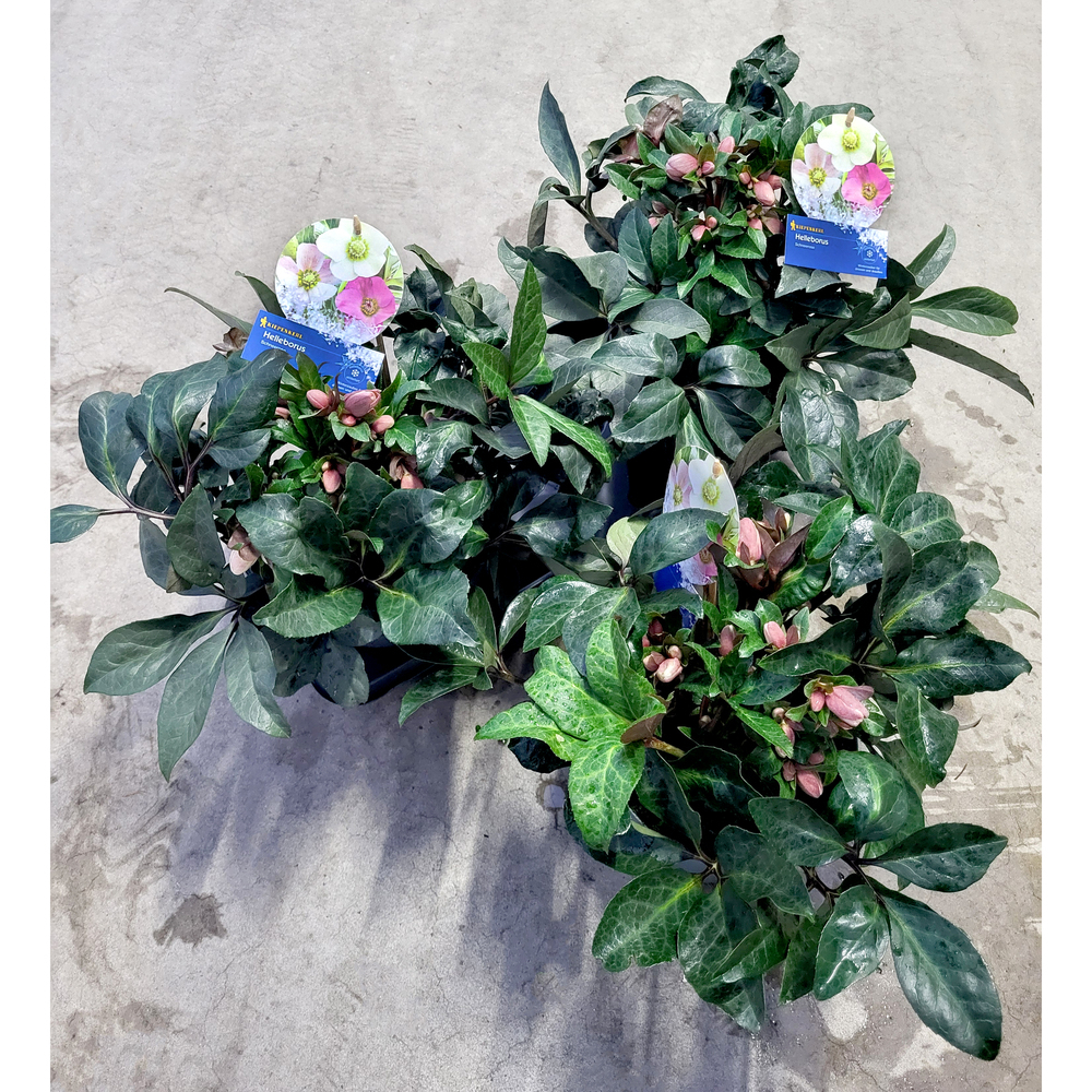 Helleborus hybridus hgc maestro