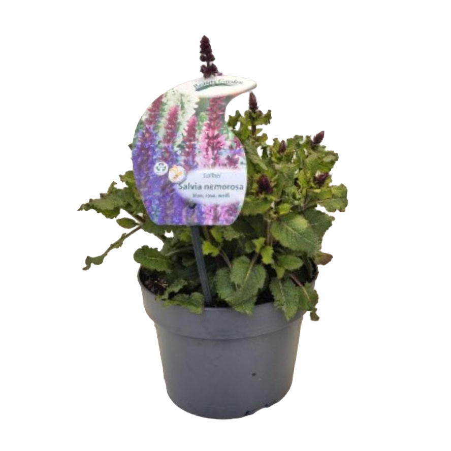 Salvia nemorosa