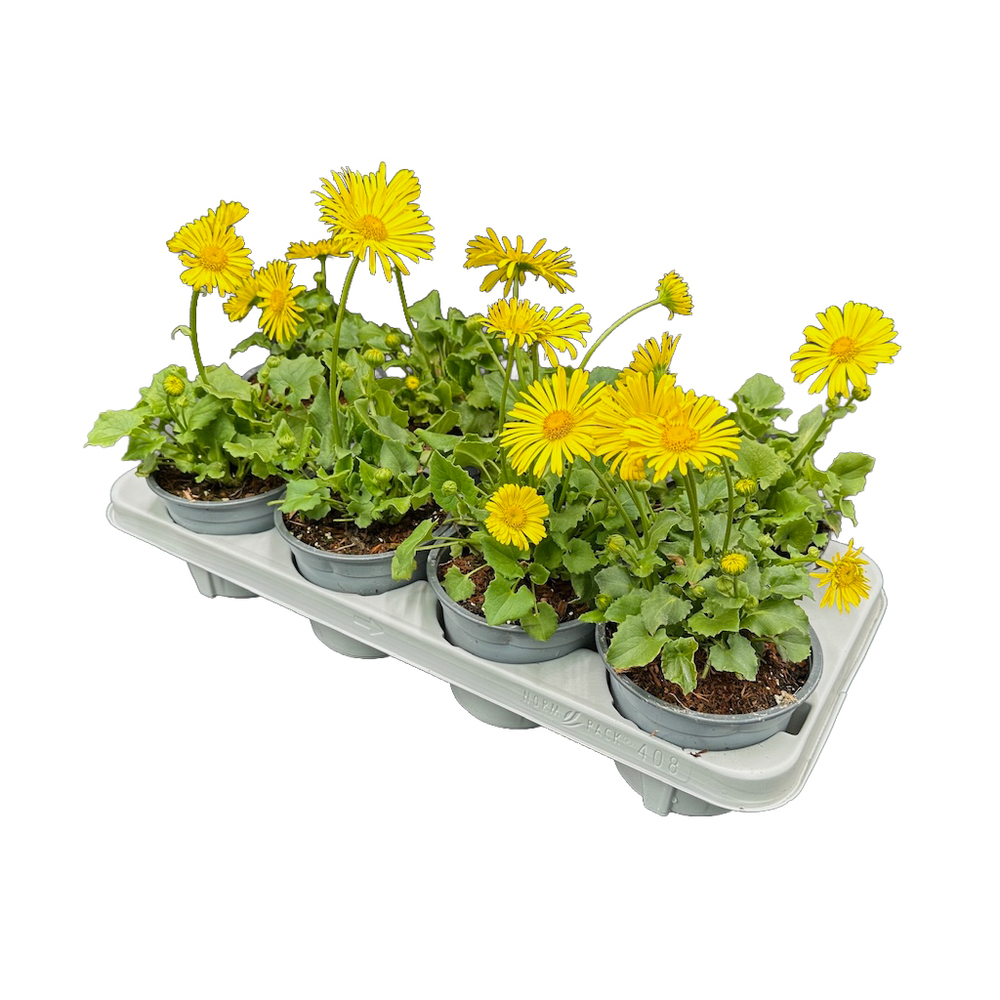 Doronicum orientale little leo