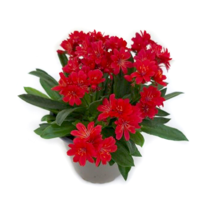 Lewisia cotyledon sunset glow