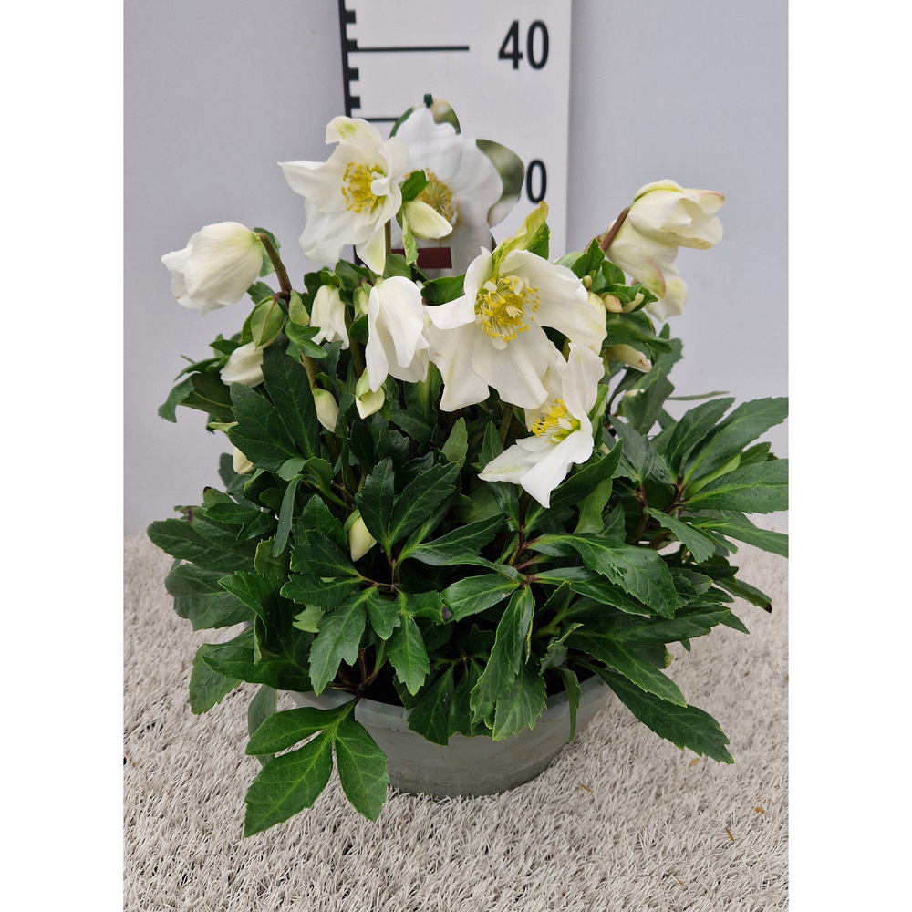 Helleborus niger viv viktor