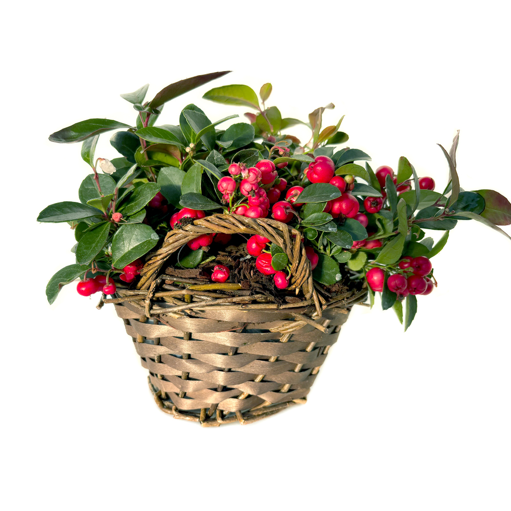 Gaultheria procumbens