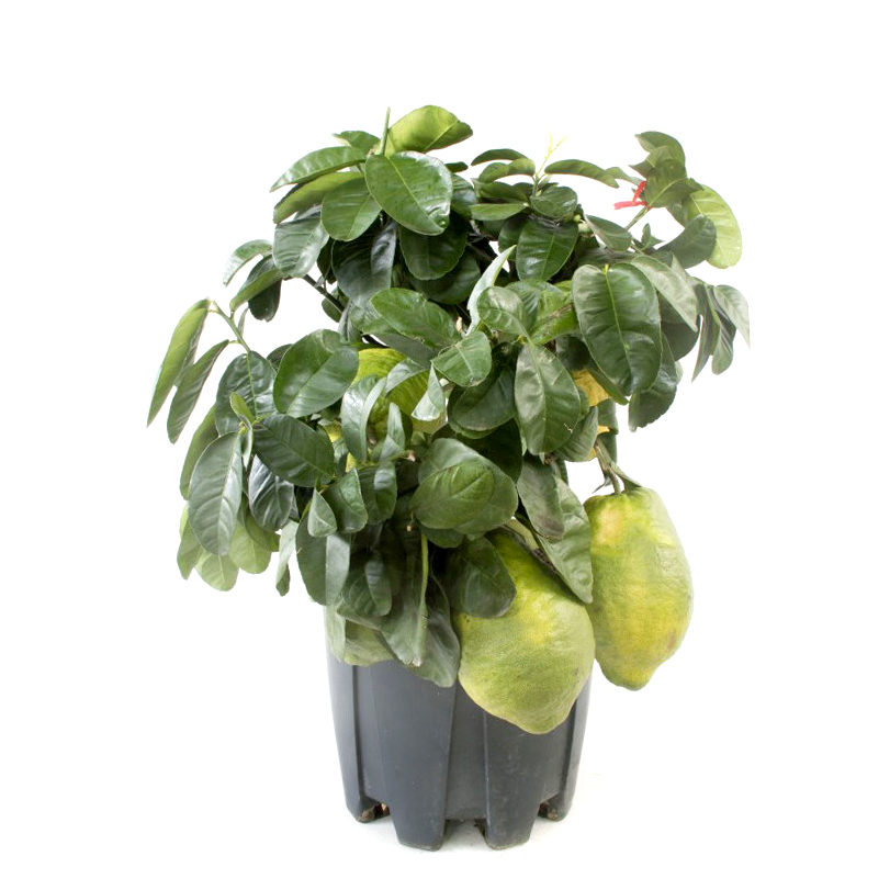 Citrus medica maxima