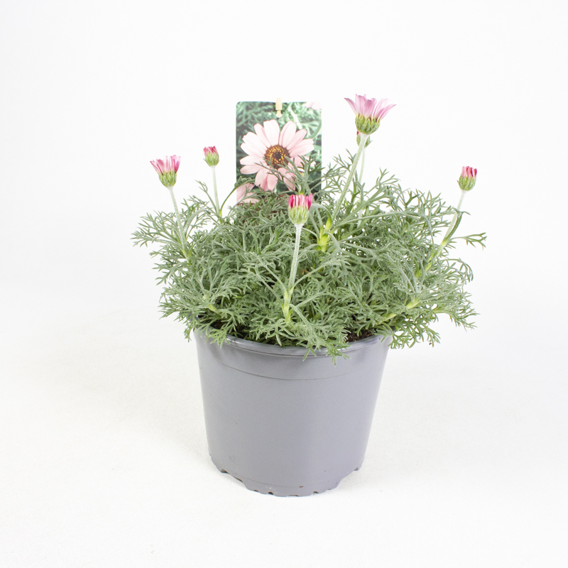 Leucanthemum hosmariense