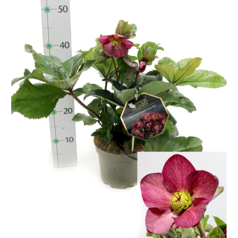 Helleborus glandorfensis inr early red