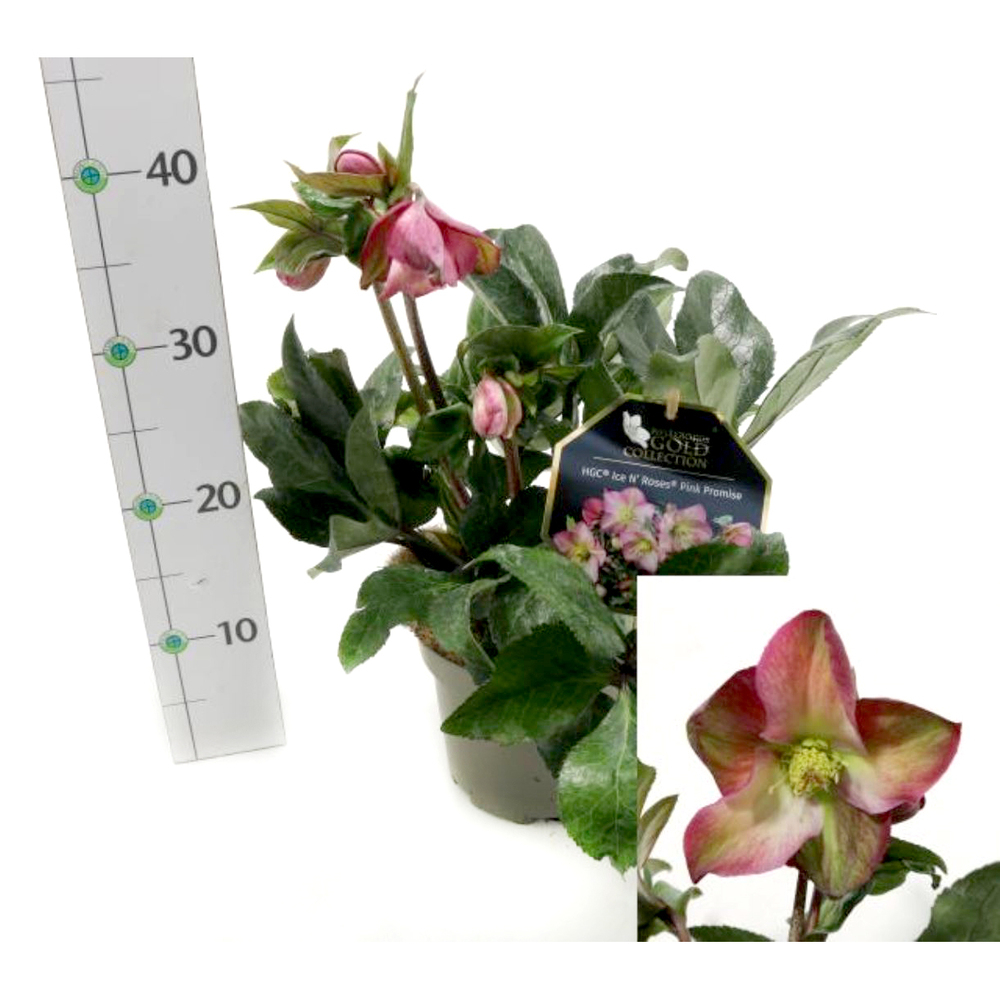 Helleborus glandorfensis inr pink promise