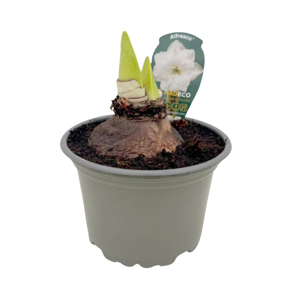 Hippeastrum amaryllis